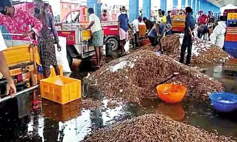 പൊ​ന്നാ​നി​യി​ൽ വ​ല നി​റ​യെ ചെ​മ്മീ​ൻ