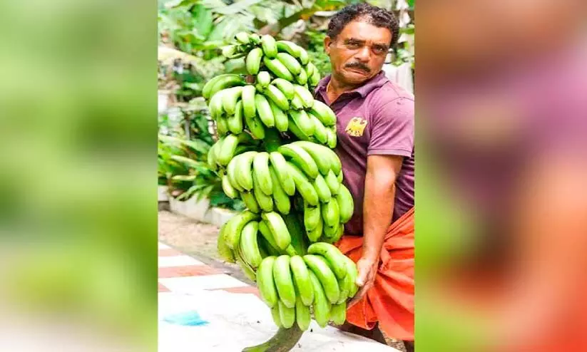 ജൈവകൃഷിയിൽ വിജയം കൊയ്ത് പത്മകുമാർ