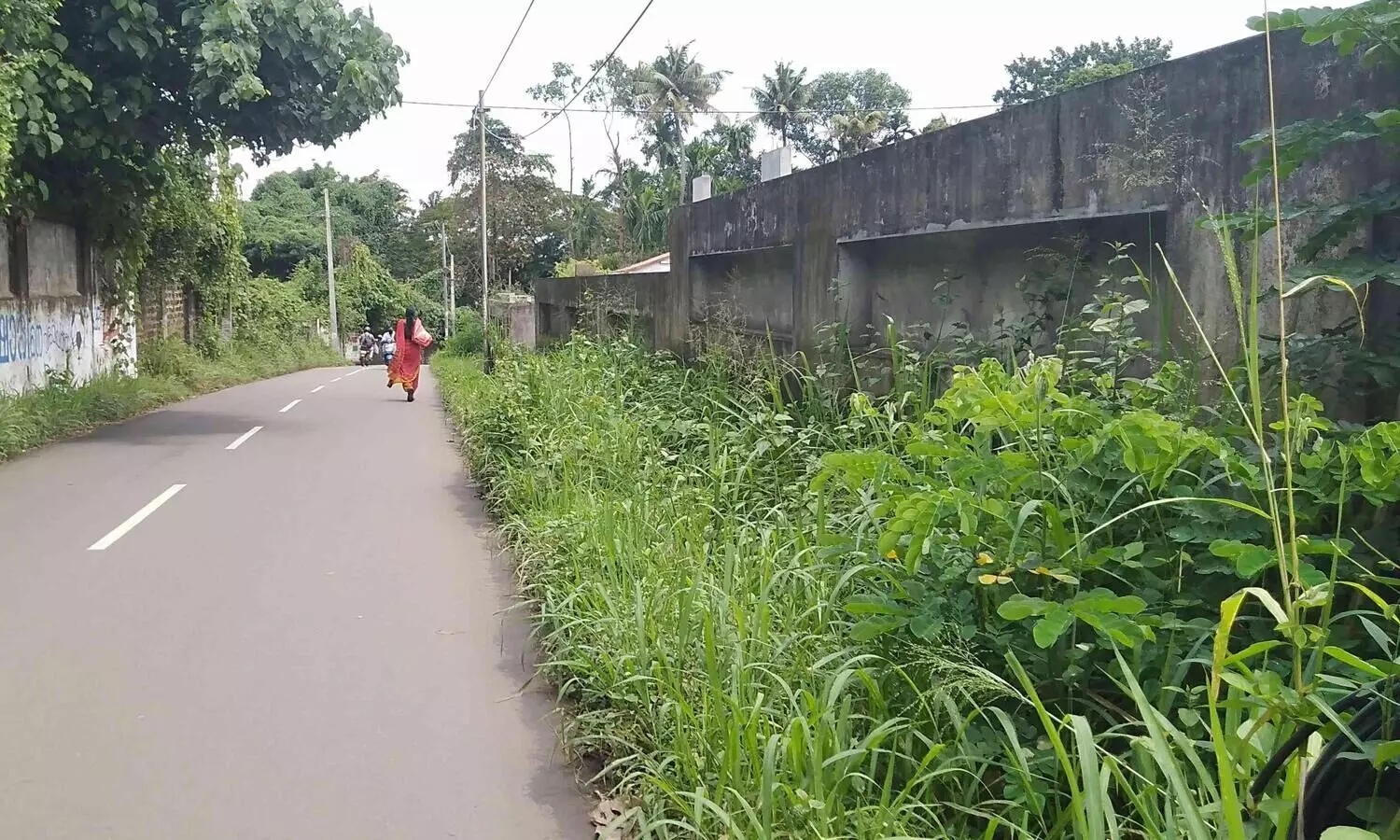 നടപ്പാത കാടുകയറി, കാൽനട യാത്രക്കാർക്ക് ദുരിതം