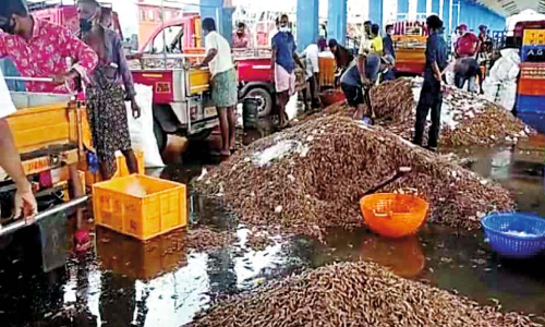 പൊ​ന്നാ​നി​യി​ൽ വ​ല നി​റ​യെ ചെ​മ്മീ​ൻ