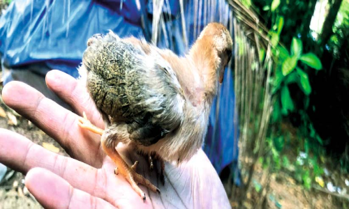 നാല്​ കാലുള്ള കോഴിക്കുഞ്ഞ് കൗതുകമാവുന്നു