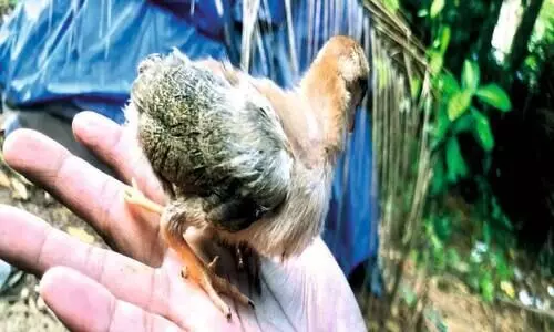 നാല്​ കാലുള്ള കോഴിക്കുഞ്ഞ് കൗതുകമാവുന്നു