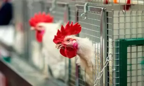 പറന്നുപറന്ന്​ കോഴിവില; ദി​നം​പ്ര​തി വില ഉ​യ​രു​കയാണിപ്പോൾ