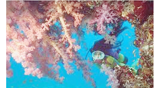 യാം​ബു വി​ളി​ക്കു​ന്നു, പ​വി​ഴ​പ്പു​റ്റു​ക​ളു​ടെ  അ​പൂ​ർ​വ കാ​ഴ്ച​ക്കും ക​ട​ൽ ഡൈ​വി​ങ്ങി​നും