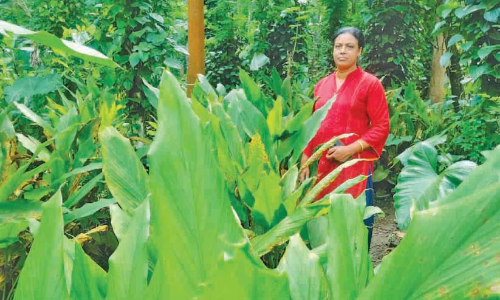 സമ്മിശ്ര കൃഷിയിൽ നേട്ടംകൊയ്​ത്​ വീട്ടമ്മ