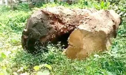 ലക്ഷങ്ങൾ വിലമതിക്കുന്ന തടികൾ ഉപേക്ഷിക്കപ്പെട്ട നിലയിൽ കണ്ടെത്തി