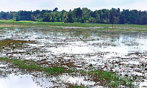 ഇടയാറ്റ് പാടത്ത് കൃഷി ഇറക്കാനാകാതെ കർഷകർ