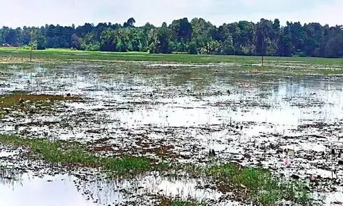 ഇടയാറ്റ് പാടത്ത് കൃഷി ഇറക്കാനാകാതെ കർഷകർ