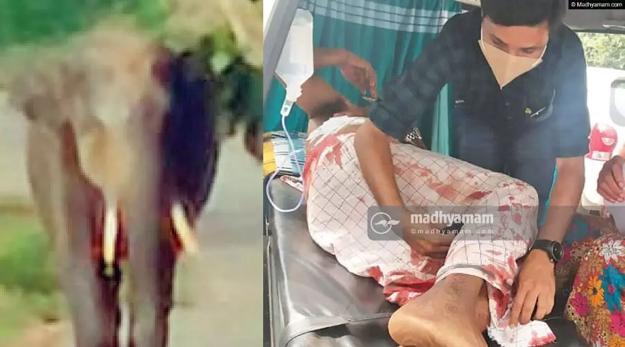 ജനവാസകേന്ദ്രത്തിൽ കാട്ടാന; ആക്രമണത്തിൽ രണ്ടുപേർക്ക് പരിക്ക് ജനവാസകേന്ദ്രത്തിൽ കാട്ടാന; ആക്രമണത്തിൽ രണ്ടുപേർക്ക് പരിക്ക്