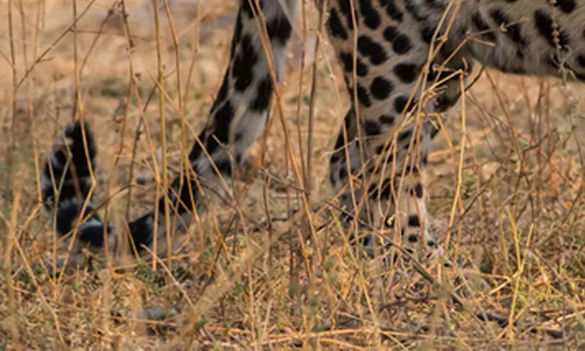 പുള്ളിപ്പുലിയുടെ ആക്രമണത്തിൽ എട്ടു വയസ്സുകാരി കൊല്ലപ്പെട്ടു