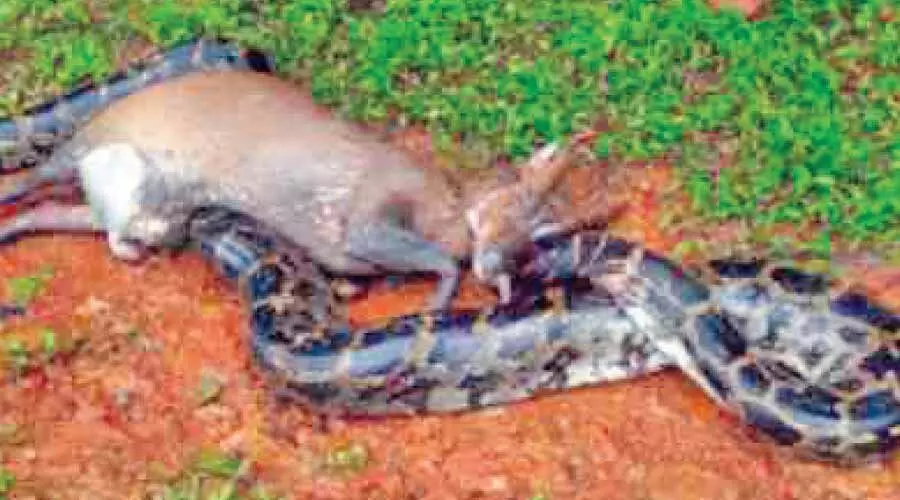 കാട്ടാടിനെ വിഴുങ്ങാനുള്ള ശ്രമം പാളി; കൊമ്പ് കൊണ്ട് പെരുമ്പാമ്പ് ചത്തു കാട്ടാടിനെ വിഴുങ്ങാനുള്ള ശ്രമം പാളി; കൊമ്പ് കൊണ്ട് പെരുമ്പാമ്പ് ചത്തു