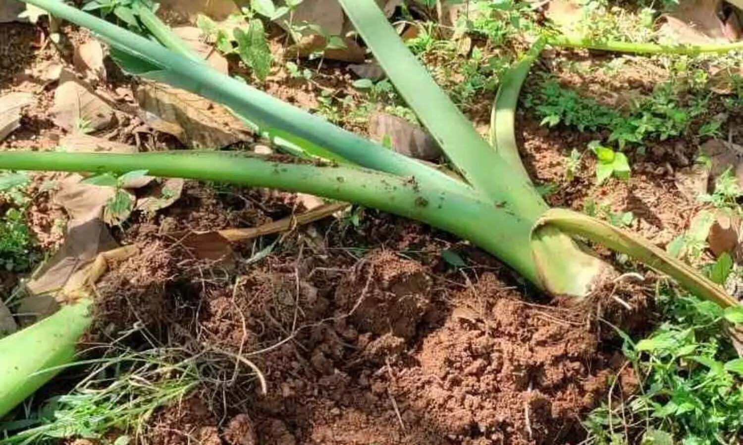 കീക്കഴൂരിൽ വീണ്ടും കാട്ടുപന്നി ശല്യം