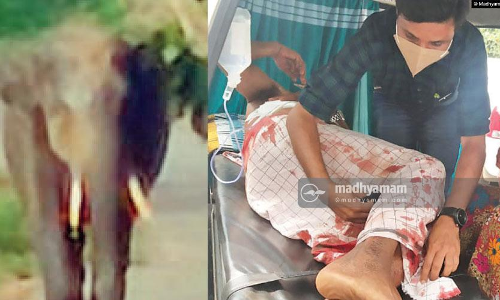 ജനവാസകേന്ദ്രത്തിൽ കാട്ടാന; ആക്രമണത്തിൽ രണ്ടുപേർക്ക് പരിക്ക്