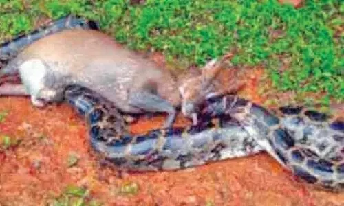 കാ​ട്ടാ​ടി​നെ വിഴുങ്ങാനുള്ള ശ്രമം പാളി; കൊമ്പ്​ കൊണ്ട്​ പെരുമ്പാമ്പ് ചത്തു