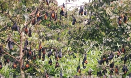 തേക്ക് പ്ലാ​േന്‍റഷന്‍ കീഴടക്കി വവ്വാലുകള്‍;​ ഉറക്കം നഷ്ടപ്പെട്ട് കര്‍ഷകര്‍