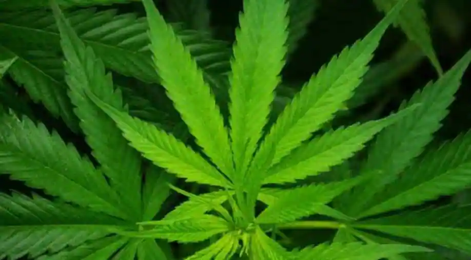 പോത്തിനെ കൊണ്ടുവരുന്നതിന്‍റെ മറവിലും കഞ്ചാവ് എത്തി