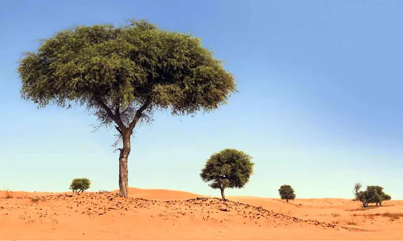 അബൂദബിയിലെ വൃക്ഷങ്ങളുടെ എണ്ണമെടുക്കാൻ സമഗ്ര പദ്ധതിയുമായി പരിസ്ഥിതി ഏജൻസി