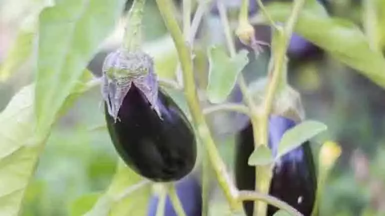 വഴുതന ഇനി ഇങ്ങനെ നടാം വഴുതന ഇനി ഇങ്ങനെ നടാം