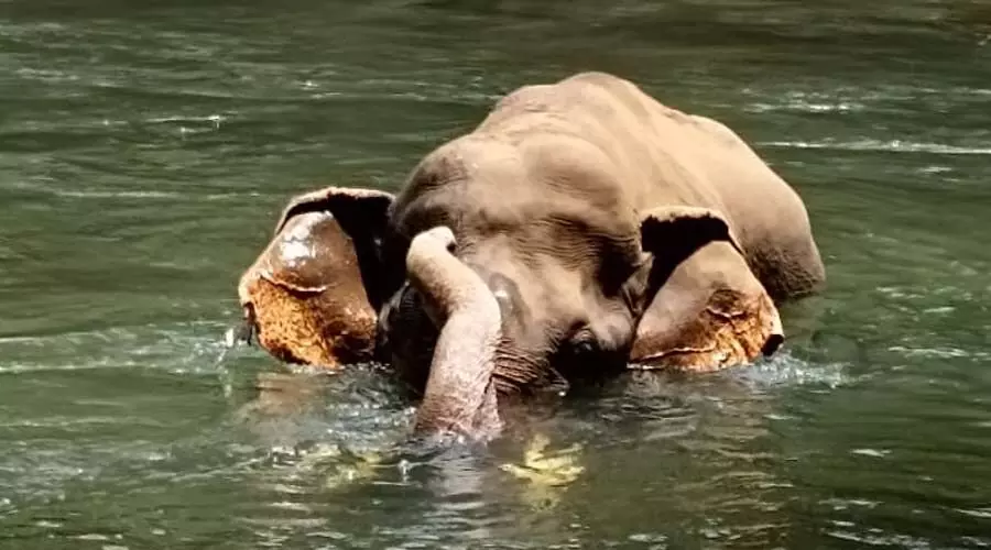 ചീങ്കണ്ണിപ്പുഴയിൽ അവശനിലയിൽ കണ്ടെത്തിയ കൊമ്പൻ ചെരിഞ്ഞു