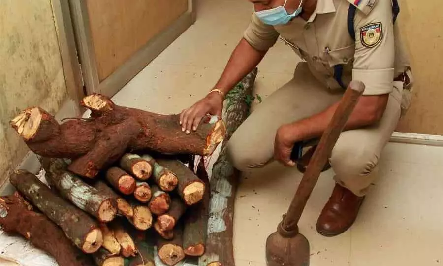ചന്ദനമരം മുറിച്ചുകടത്താനുള്ള നീക്കം പൊലീസ് വിഫലമാക്കി