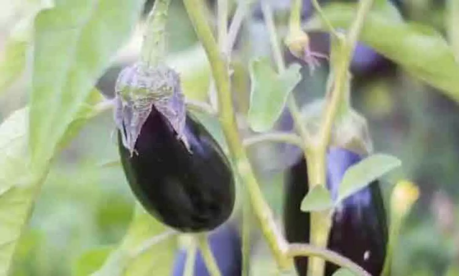 വഴുതന ഇനി ഇങ്ങനെ നടാം