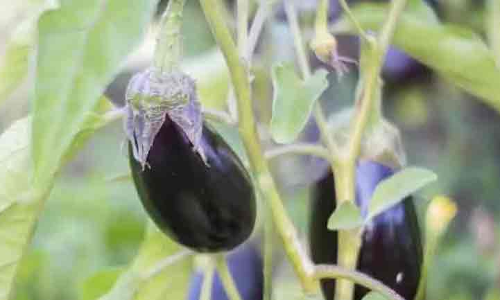 വഴുതന ഇനി ഇങ്ങനെ നടാം