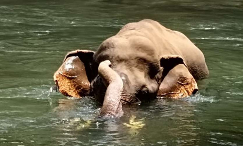 ചീങ്കണ്ണിപ്പുഴയിൽ അവശനിലയിൽ കണ്ടെത്തിയ കൊമ്പൻ ചെരിഞ്ഞു