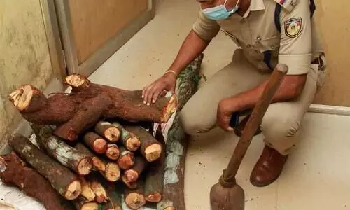 ചന്ദനമരം മുറിച്ചുകടത്താനുള്ള നീക്കം പൊലീസ് വിഫലമാക്കി