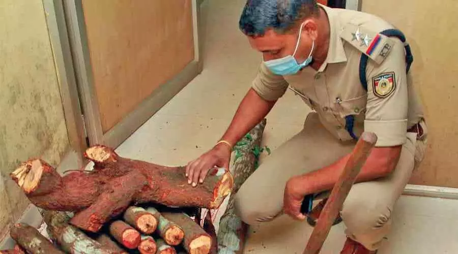 ചന്ദനമരം മുറിച്ചുകടത്താനുള്ള നീക്കം പൊലീസ് വിഫലമാക്കി