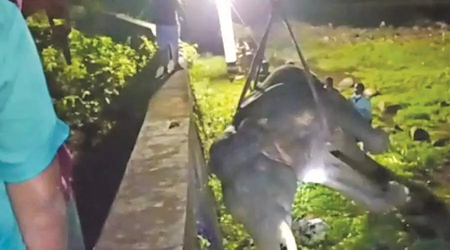 കാട്ടാനയുടെ ജഡം സംസ്​കരിച്ചു; മരണ കാരണം മറ്റ് ആനകളുടെ കുത്തേറ്റ പരിക്ക്