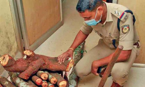 ചന്ദനമരം മുറിച്ചുകടത്താനുള്ള നീക്കം പൊലീസ് വിഫലമാക്കി