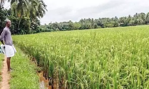 ചിറ്റുണ്ട പെരുമയിൽ നൂറ് മേനി