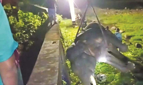 കാട്ടാനയുടെ ജഡം സംസ്​കരിച്ചു; മരണ കാരണം മറ്റ് ആനകളുടെ കുത്തേറ്റ പരിക്ക്