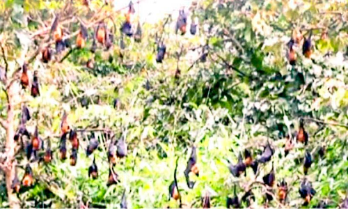 Bats conquer Perinchamkutty Plantation