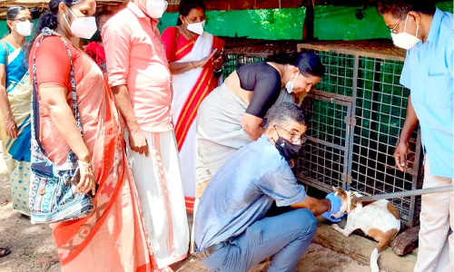 രാത്രിയിൽ തിരിച്ചറിയാൻ; തെരുവുനായ്​ക്കൾക്ക്​ റിഫ്ലക്ടീവ് കോളർ