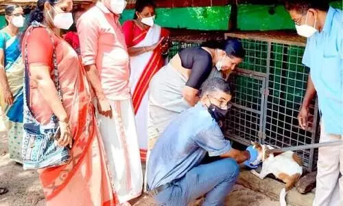രാത്രിയിൽ തിരിച്ചറിയാൻ; തെരുവുനായ്​ക്കൾക്ക്​ റിഫ്ലക്ടീവ് കോളർ