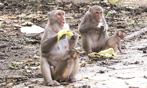 സഹിക്കാൻ വയ്യ; കുരങ്ങന്മാരെ കൊല്ലാൻ ഷൂട്ടറുടെ സഹായം തേടി ഛത്തീസ്ഗഡ് ഗ്രാമീണർ