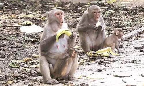 സഹിക്കാൻ വയ്യ; കുരങ്ങന്മാരെ കൊല്ലാൻ ഷൂട്ടറുടെ സഹായം തേടി ഛത്തീസ്ഗഡ് ഗ്രാമീണർ