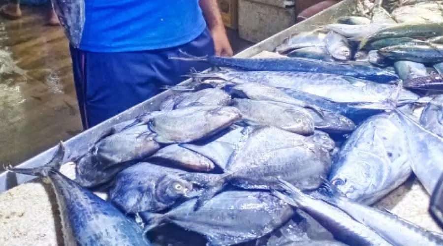 വിലക്കുറവറിഞ്ഞ്​ ആളുകൂടി; മീൻവിലയും കൂടി