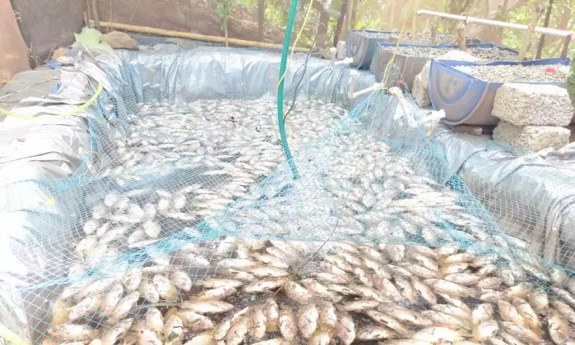 കുളത്തിൽ എഴുനൂറോളം മീനുകളെ ചത്തനിലയിൽ കണ്ടെത്തി