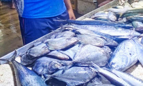 വിലക്കുറവറിഞ്ഞ്​ ആളുകൂടി; മീൻവിലയും കൂടി