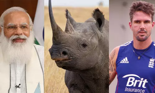 നന്ദി മോദി...! ഇന്ത്യയിലെ കാണ്ടാമൃഗങ്ങൾക്ക്​ വേണ്ടി നിലകൊണ്ടതിന്​; പ്രശംസയുമായി കെവിൻ പീറ്റേഴ്‌സൺ