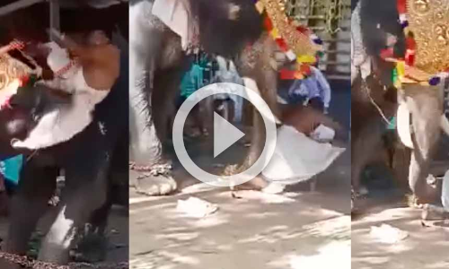 തിരുവില്വാമലയില്‍ ആന ഇടഞ്ഞു; പാപ്പാൻ രക്ഷപ്പെട്ടത് തലനാരിഴക്ക്