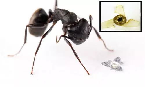 വലിപ്പം മണൽതരിയോളം മാത്രം; പക്ഷെ ഈ മൈക്രോചിപ്പ് പറക്കും,​ വികസിപ്പിച്ചത്​ യു.എസ്​ ശാസ്ത്രജ്ഞർ