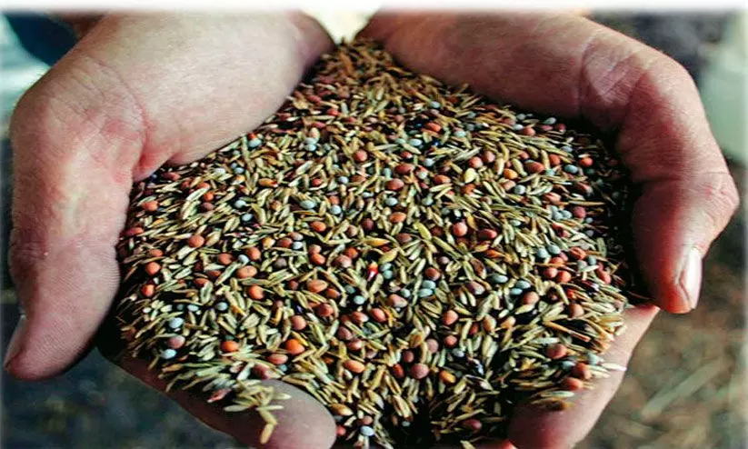 കൊടുമൺ പഞ്ചായത്ത്​ വിത്തുൽപാദനത്തിൽ  സ്വയം പര്യാപ്​തതയിലേക്ക്, ഇ​തി​ന​കം ഒ​രു ല​ക്ഷം തൈ​ക​ൾ ഉ​ൽ​പ്പാ​ദി​പ്പി​ച്ചു