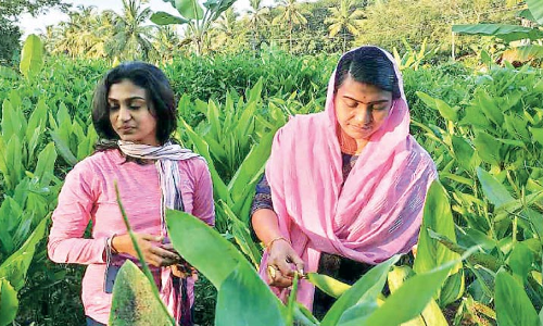 കൂ​വ​ക്കൊ​പ്പം മ​ഞ്ഞ​ൾ കൃ​ഷി​യി​ലും തി​ള​ങ്ങി വീ​ട്ട​മ്മ