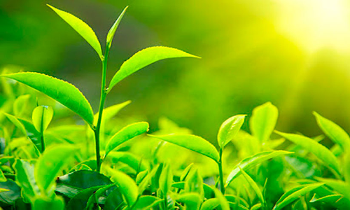 തേയില ഇറക്കുമതി: പച്ചക്കൊളുന്തി​െൻറ വില ഇടിഞ്ഞു; കർഷകർ സമരത്തിന്