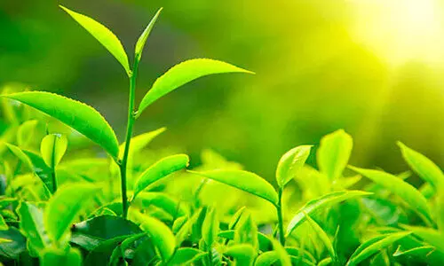 തേയില ഇറക്കുമതി: പച്ചക്കൊളുന്തി​െൻറ വില ഇടിഞ്ഞു; കർഷകർ സമരത്തിന്