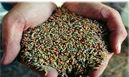 കൊടുമൺ പഞ്ചായത്ത്​ വിത്തുൽപാദനത്തിൽ  സ്വയം പര്യാപ്​തതയിലേക്ക്, ഇ​തി​ന​കം ഒ​രു ല​ക്ഷം തൈ​ക​ൾ ഉ​ൽ​പ്പാ​ദി​പ്പി​ച്ചു