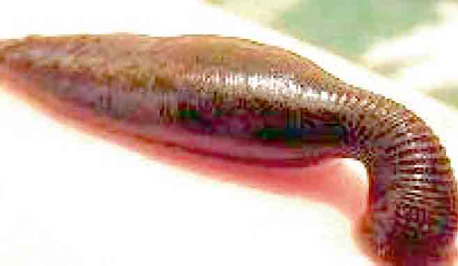 തോട്ടപ്പുഴു ശല്യത്തിൽ വലഞ്ഞ് മലയോര മേഖല; കാലിലെ വിരലുകൾക്കിടയിലാണ് ഇത് കൂടുതലും കടിക്കുക തോട്ടപ്പുഴു ശല്യത്തിൽ വലഞ്ഞ് മലയോര മേഖല; കാലിലെ വിരലുകൾക്കിടയിലാണ് ഇത് കൂടുതലും കടിക്കുക